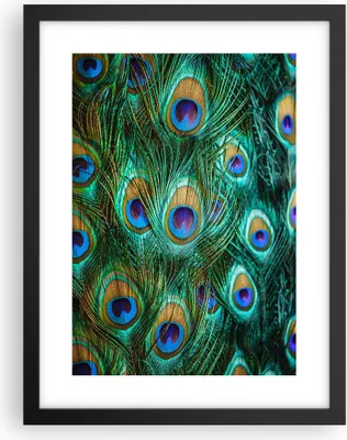 Produktbild von Gerahmtes Poster - Schwarzer Rahmen - Pfauen Feder Makro - 30x40 cm - Wand Bild - Wanddeko - Wandbilder - Kunstposter - Wandposter - Bilderrahmen - Bilder - Kunstdruck - Wandbild - P2BPA30x40-4159