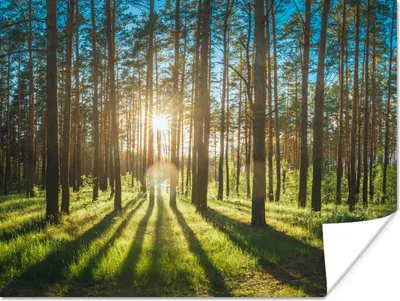 Produktbild von MuchoWow® Poster Sonne - Bäume - Landschaft - Gras 160x120 cm - Foto Plakat
