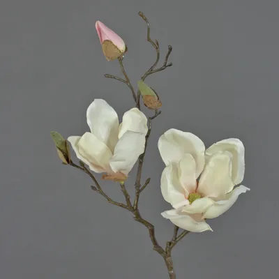 Produktbild von artplants.de Künstlicher Magnolien Zweig MALBINE, 2 Blüten, weiß - rosa, 50cm - Deko Zweig - Künstliche Magnolie
