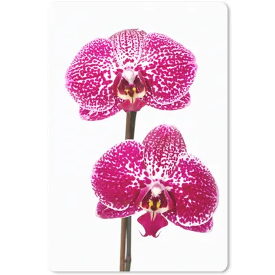 Produktbild von MuchoWow® Mauspad Mousepad Orchidee rosa 18x27 cm - Mousepads - Maus Mat - Pad - Mausunterlage