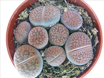 Produktbild von Lithops - Živý kamen - niekolko rastlín v 8,5cm kvetináci