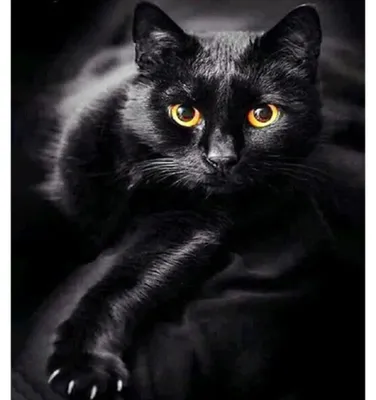 Produktbild von Diamond Painting Schwarze Katze 30x40 cm