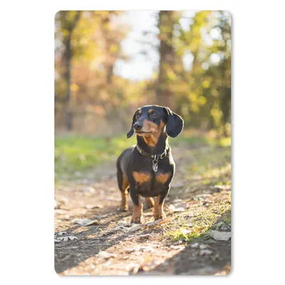 Produktbild von MuchoWow® Mauspad Mousepad Ein schöner Dackel im Wald 40x60 cm - Mousepads - Maus Mat - Pad - Mausunterlage - Schreibtisch Accesoire