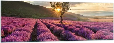 Produktbild von Bilder auf glas - Lavendel Berge Feld - 160x50cm - Glasbilder - Wandbilder - Kunstdruck - zum Aufhängen bereit - Wanddekoration aus Glas - Glas Bilder - Wandbild auf Glas - Einteilig - GAB160x50-3645