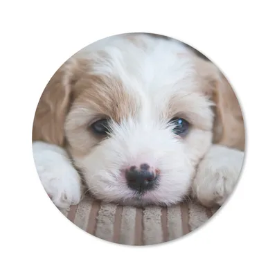 Produktbild von MuchoWow® Mauspad Mousepad Nahaufnahme eines Cavachon-Welpen 20x20 cm - Mousepads - Maus Mat - Pad - Mausunterlage - Schreibtischmatte