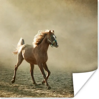 Produktbild von MuchoWow® Poster Pferd - Sand - Nebel 100x100 cm - Babyzimmer