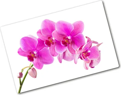 Produktbild von Tulup Glas Herdabdeckplatte - 80x52 cm - Glaskeramikkochfeld-Abdeckung Spritzschutz Glasabdeckplatte - Einteilig - Blumen & Pflanzen - Rosa Orchidee - Rosa