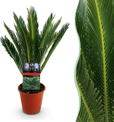 Produktbild von Cycas revoluta - Palmfarn - Pflegeleicht - Grün - 35-45cm - Ø14cm - Zimmerpflanze - Immergrün
