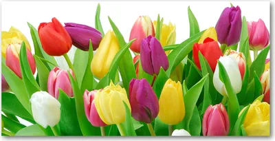 Produktbild von Tulup® Glas-Bild - 100x50 -Wandkunst - Wandbild hinter gehärtetem Sicherheitsglas  - Blumen & Pflanzen - Bunte Tulpen - Mehrfarbig