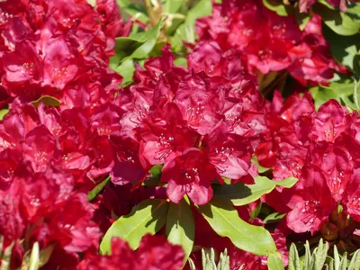 Produktbild von Rhododendron Hybride Hachmanns Feuerschein ® - Großblumige Alpenrose - 40-50