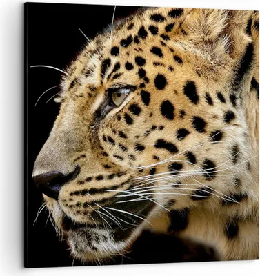 Produktbild von Bild auf Leinwand - Leinwandbild - Tiere Leopard wilde Katze wilde Tiere - 50x50cm - Wand Bild - Wanddeko - Leinwanddruck - Bilder - Kunstdruck - Leinwand bilder - Wandkunst - AC50x50-0433