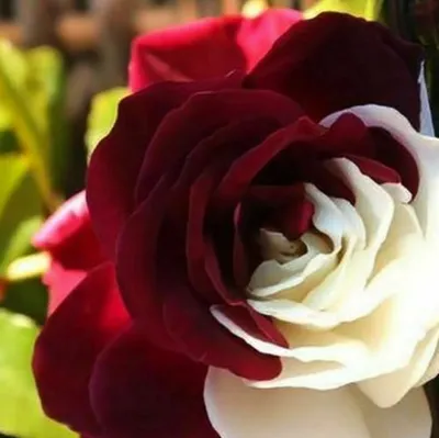 Produktbild von 100 Stücke Seltene Burgund & weiß Blumensamen Gartenpflanze für Deko