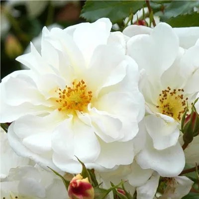 Produktbild von Rosa  - Kordes Rigo-Rose - Rosa 'Diamant'