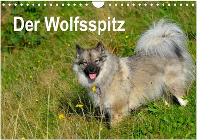 Produktbild von Der Wolfsspitz (Wandkalender 2025 DIN A4 quer), CALVENDO Monatskalender