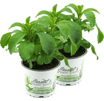 Produktbild von Enseleits Stevia - Süßkraut - Stevia Rebaudiana 2 Pflanzen, Frische Kräuter Pflanze