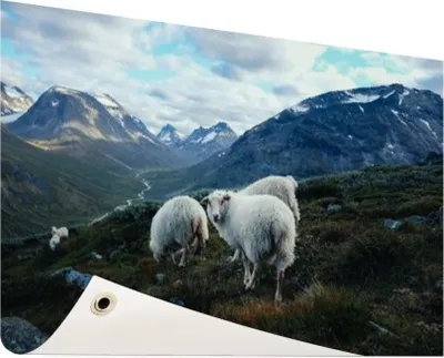 Produktbild von Gartenposter - 120x80 cm - Familienportrait Schafe  - Modernes Wandbilder - NutzTierposter