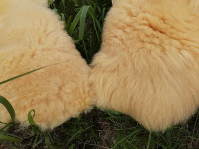 Obrázek produktu pro REAL MED. Jehněčí kožešina BABY FUR RELUGAN do 140 cm 2. volba smlouva 80-90 cm dlouhá stříhaná (cca 3-4 cm)