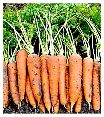 Produktbild von Möhrensamen "Rote Riesen 2", bis 24 cm lang, lange lagerfähig (10.000 Samen)