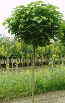 Produktbild von Kugel-Trompetenbaum, Höhe: 180-190 cm, Catalpa bignoides Nana