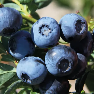 Zdjęcie produktu dla Borówka amerykańska Bluecrop 2L