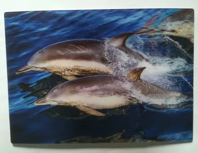Produktbild von 3 D Ansichtskarte Delfine, Postkarte Wackelkarte Hologrammkarte, Wassertiere Meerestiere Delfin