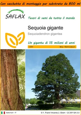 Immagine prodotto di SAFLAX Garden in the bag - Sequoia gigante - 50 semi - Sequoiadendron