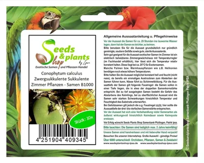 Produktbild von 10x Conophytum calculus Zwergsukkulente Sukkulente Zimmer Pflanzen - Samen B1000