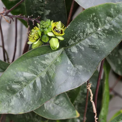 Zdjęcie produktu dla Passiflora megacoriacea (pasiflora wielka)  – 5 nasion