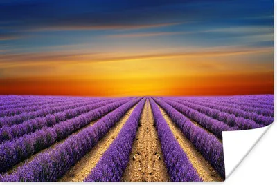 Produktbild von MuchoWow® Poster Ein großes Lavendelfeld mit einem bunten Himmel 60x40 cm - Schlafzimmerdekoration