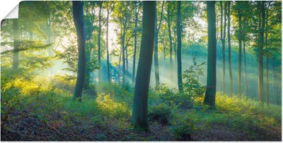 Produktbild von ARTland Poster Wald Panorama Größe: 150x75 cm