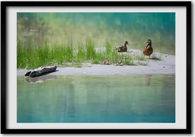 Produktbild von Bild - Bilder - Bilderrahmen - 70 cm x 50 cm - MDF-Rahmen, Wandkunst Enten Wasser