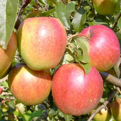Produktbild von Apfelbaum `Rewena´ - Resistenzsorte - 120-140cm im 10 Liter Topf
