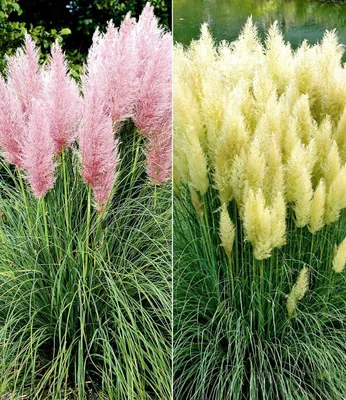 Produktbild von BALDUR Garten 6er Pampasgras Kollektion, Pflanzen im 9x9 cm-Topf, Cortaderia selloana, Set bestehend aus je 3 Pflanze, rosa und 3 Pflanze, weiß, blühende Ziergräser, winterharte Stauden, mehrjährig