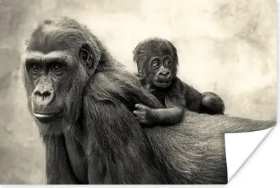 Produktbild von MuchoWow® Poster Illustration Gorilla mit Jungtier 120x80 cm - Bilder