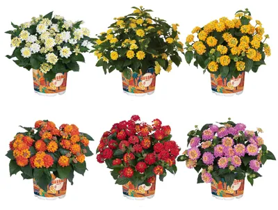 Produktbild von Wandelröschen 6er Set Lantana camara Havana gemischt