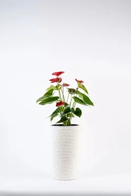 Produktbild von ADONI Handgefertigter Baumwoll-Blumentopf mit Einsatz (36 cm) – Dekorativer, Weißer Übertopf für Zimmerpflanzen