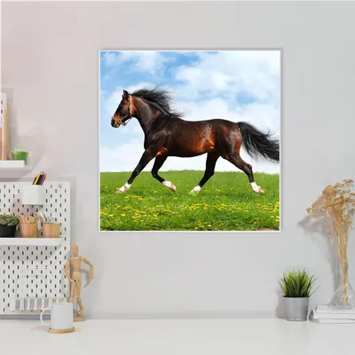 Produktbild von Design Stahlmagnettafel Quadratisch 50x50cm Pferd