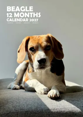 Productafbeelding van A3 Beagle-hondenkalender 2027