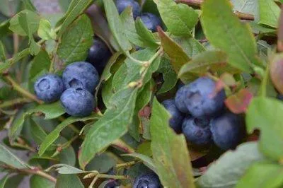 Zdjęcie produktu dla Vaccinium corymbosum 'Jersey' - Borówka amerykańska 'Jersey' | 30-40 cm w doniczce