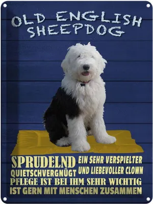 Produktbild von vianmo Blechschild 40x30 cm Old English Sheepdog Hund