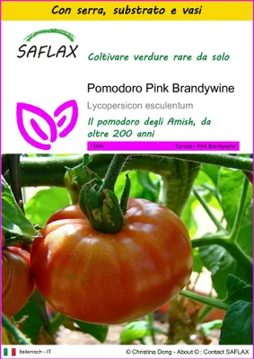 Immagine prodotto di SAFLAX Insieme di coltivazione - Pomodoro Pink Brandywine - 10 semi - Lycopersicon
