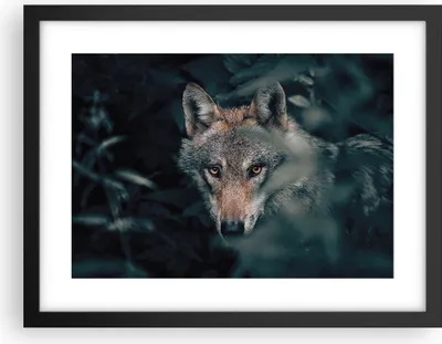 Produktbild von Gerahmtes Poster - Schwarzer Rahmen - Wolf Wald Raubtier - 40x30 cm - Wand Bild - Wanddeko - Wandbilder - Kunstposter - Wandposter - Bilderrahmen - Bilder - Kunstdruck - P2BAA40x30-5053