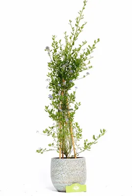 Zdjęcie produktu dla Ceanothus impressus 'Skylark' Liliowiec amerykański, doniczka 2 l