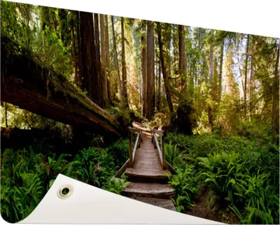 Produktbild von Gartenposter - 120x80 cm - Treppen von umgestürzten Bäumen im Dschungel  - Modernes Wandbilder - Natur