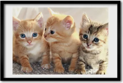 Produktbild von Bild 60x40 MDF-Rahmen, Wandkunst kleine Katzen