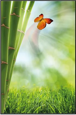 Produktbild von Wallario Wandbild Schmetterling im Grünen mit Bambus, Größe: 61 x 91,50 cm, Poster mit schwarzem Aluminiumrahmen
