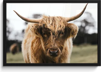 Produktbild von MuchoWow® MuchoWow® Gerahmtes Poster Schottisches Hochlandrind - Kuh - Gras - Tiere - Natur 60x40 cm - Poster mit zchwarzem Bilderrahmen - Printing - Wanddeko Schlafzimmer