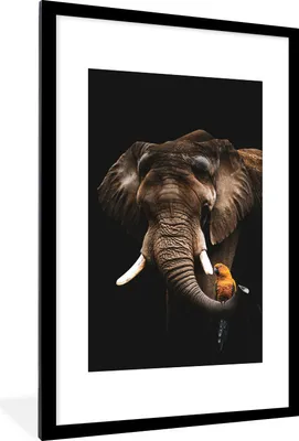 Produktbild von MuchoWow® MuchoWow® Gerahmtes Poster Elefant - Schwarz - Papagei 60x90 cm - Poster mit zchwarzem Bilderrahmen - Dekoration - Wandposter Wohnzimmer - Hochwertig