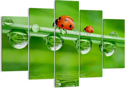 Produktbild von Bild auf Leinwand - Leinwandbild - Marienkäfer Wasser Grün Umwelt - 150x100cm - Wand Bild - Wanddeko - Leinwanddruck - Bilder - Kunstdruck - Leinwand bilder - Wandkunst - EA150x100-2661