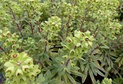 Immagine prodotto di 6 x Euphorbia hybr. 'Ascot Rainbow'® - Euforbia - vaso 9 x 9 cm
